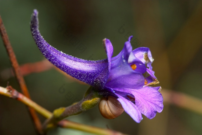 小和紫色的花飞燕草halteratum花飞燕草halteratum