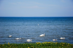 沉默的天鹅海岸的波罗的海海春天