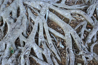 网络木根自然模式