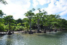 红树林树的河畔Urauchi河的热带日本岛西表岛