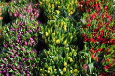 特写镜头色彩斑斓的花束郁金香为出售花市场