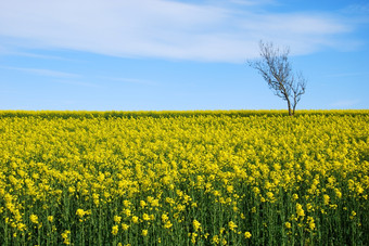 <strong>孤独</strong>树开花油菜籽场<strong>的</strong>瑞典岛奥兰