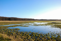 绿色草美丽的湿地的瑞典岛奥兰