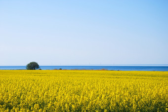 色彩斑斓的春天景观与油菜籽场的海岸