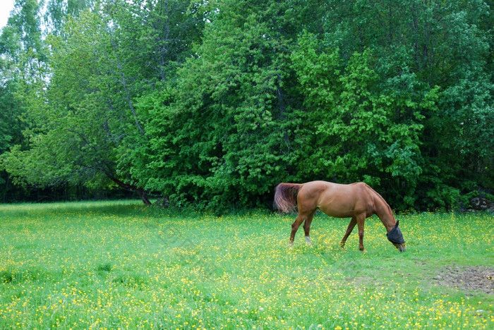 放牧马与受保护的脸和挥舞着尾巴春天绿色场
