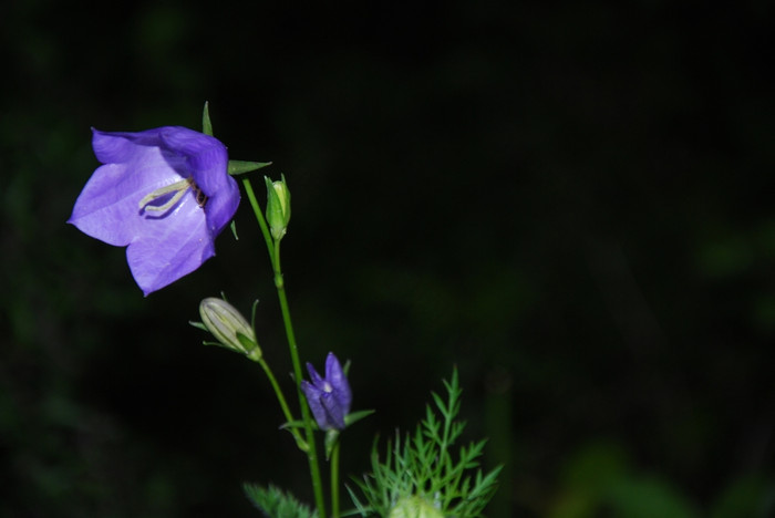 特写镜头阳光照射的野风信子花与巴德自然模糊背景