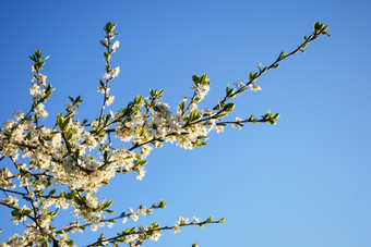 开花<strong>李子树</strong>分支开花<strong>李子树</strong>分支蓝色的天空