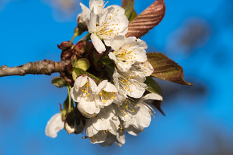 白色<strong>樱桃</strong>开花<strong>特写</strong>镜头白色开花<strong>樱桃</strong>花嫩枝蓝色的天空