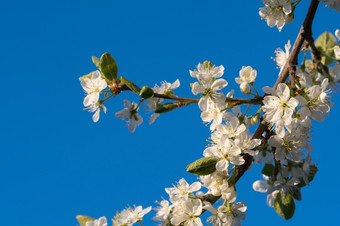 李子树花分支与李子树花蓝色的天空