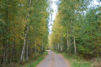 秋天颜色砾石路通过桦木树森林