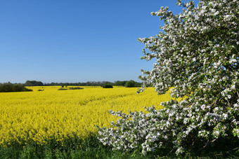 开花<strong>苹果</strong>树<strong>黄</strong>色的油菜场的瑞典岛奥兰开花<strong>苹果</strong>树<strong>黄</strong>色的场