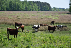 好奇的放牧年轻的牛湿地的瑞典岛奥兰好奇的放牧牛