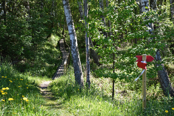 美丽的小径成郁郁葱葱的绿色植物美丽的小径成绿色森林的瑞典岛奥兰