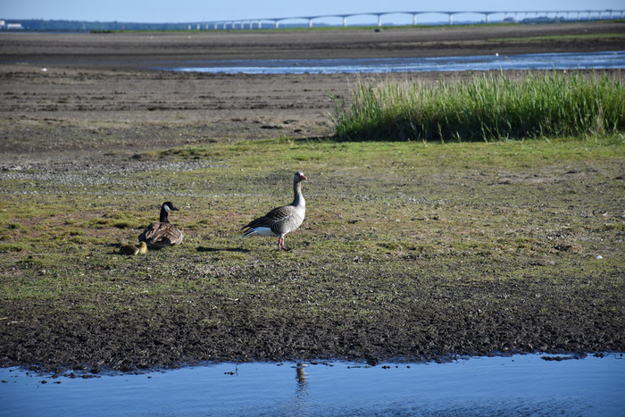 鹅与小鸡沼泽地加拿大鹅和灰雁鹅与小鸡湿地的瑞典岛奥兰