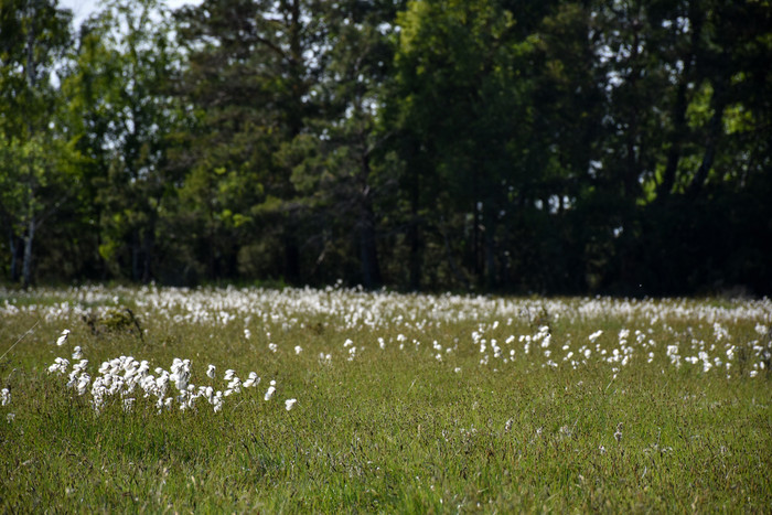 美丽的棉花草视图夏天视图与开花棉花草的瑞典岛奥兰