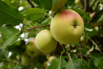 美味的日益增长的成熟的红色的和<strong>黄</strong>色的<strong>苹果</strong>在绿色叶子<strong>苹果</strong>树
