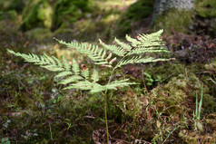 野生欧洲蕨植物特写镜头森林趾高气扬