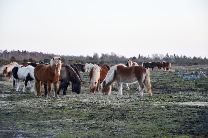 群与美丽的喂养马的瑞典岛奥兰图片