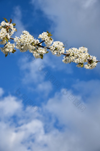 白色樱桃开花分支蓝色的天空