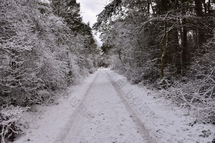 雪国家路直通过森林