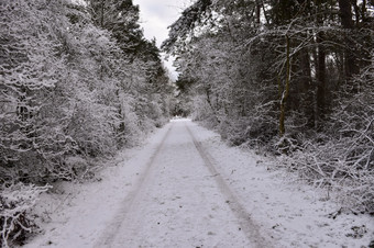 雪国家路直通过森林