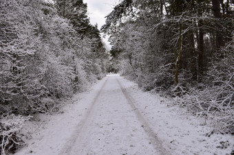 雪国家路<strong>直通</strong>过森林