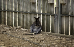 袋鼠坐着休息澳大利亚有袋类动物