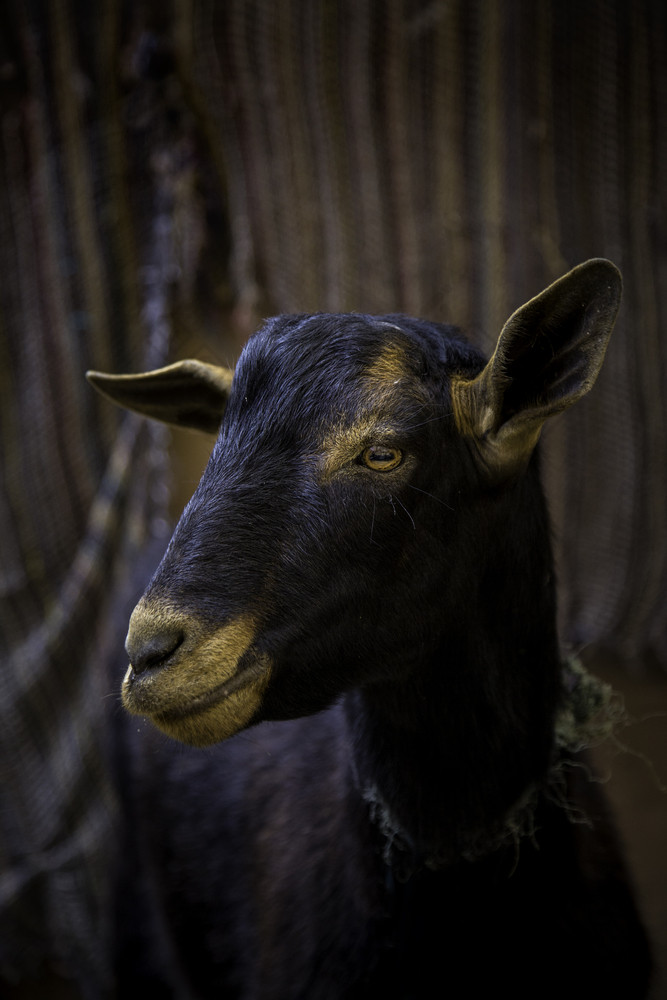 羊农场为动物细节哺乳动物动物国内动物羊毛和牛奶生产羊动物农场