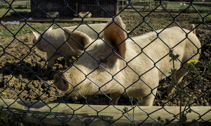 农场猪肉行业细节农场猪图片