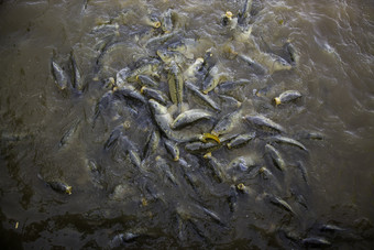 许多鱼吃野生河鱼钓鱼许多鱼吃