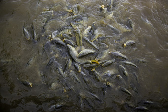 许多鱼吃野生河鱼钓鱼许多鱼吃