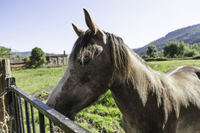 西班牙语马野生哺乳动物细节动物的农场农场