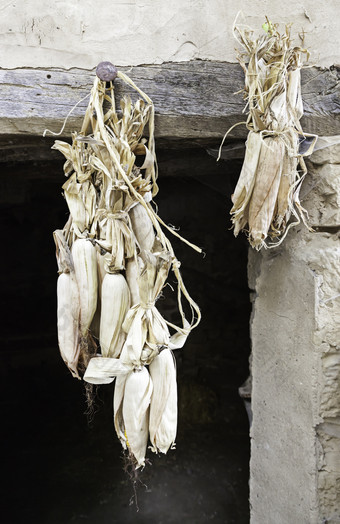 玉米干燥在户外细节粮食干燥外食物健康的食物