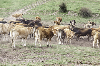 牛的山细节野生动物<strong>牲畜</strong>和动物畜牧业