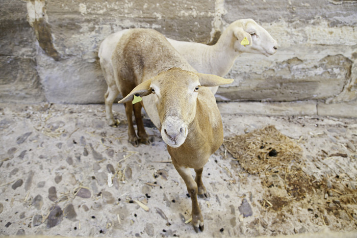 羊农场细节关于农场宠物