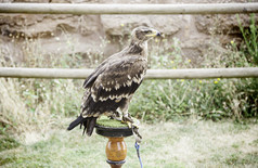 鹰展览细节大野生鸟圈养