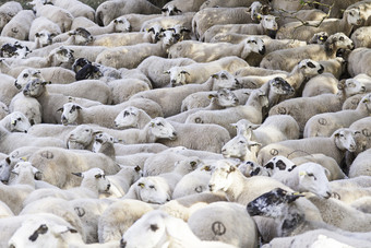 群羊农场细节哺乳动物农场动物动物给羊毛