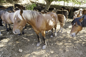 集团马细节马农场西班牙动物圈养强度和美