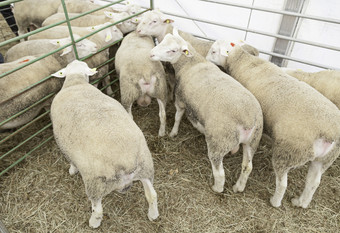 羊农场<strong>圈养</strong>细节一些动物生产羊毛和牛奶哺乳动物<strong>圈养</strong>