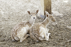 夫妇年轻的鹿细节关于哺乳动物圈养动物园自然美