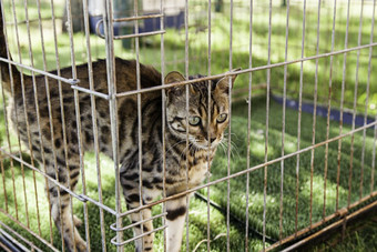 伊比利亚猞猁俘虏笼子里细节濒临灭绝的动物