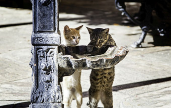 街猫喝水的街细节被遗弃的动物