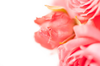 特写镜头粉红色的玫瑰软模糊散景纹理柔和的颜色为背景几个味蕾白色背景复制空间特写镜头粉红色的玫瑰软模糊散景纹理柔和的颜色为背景复制空间