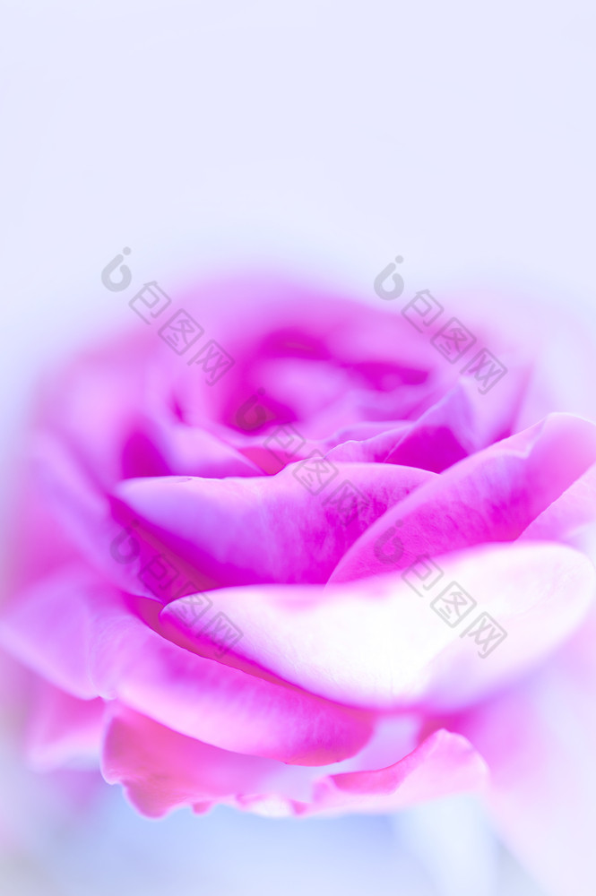 特写镜头粉红色的紫色的玫瑰软模糊散景纹理柔和的颜色为背景几个味蕾光蓝色的背景复制空间特写镜头粉红色的紫色的玫瑰软模糊散景纹理柔和的颜色为背景复制空间
