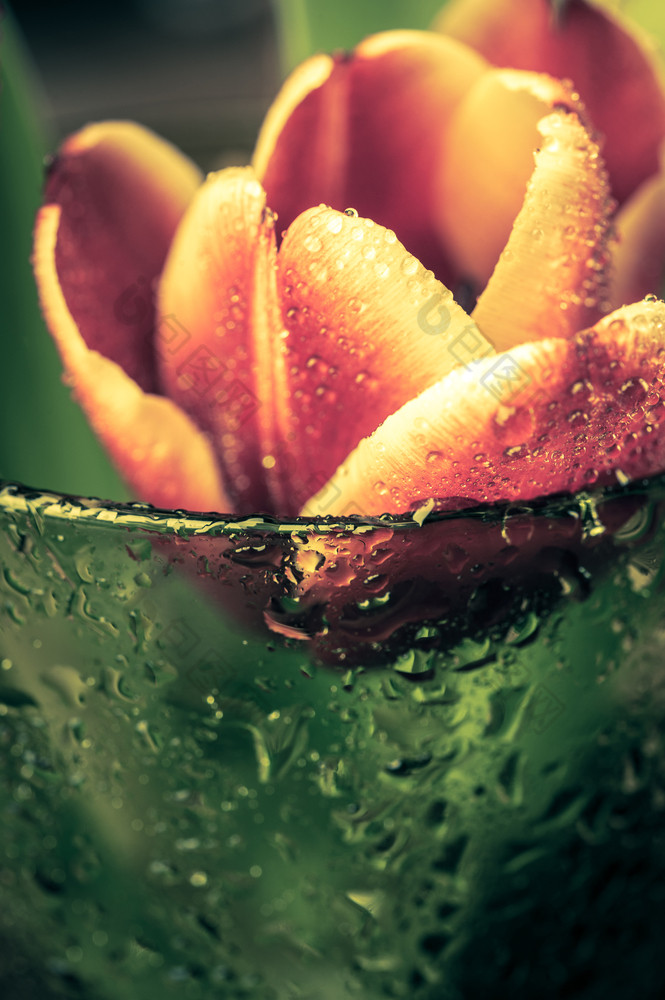 关闭味蕾红色的郁金香与水滴绿色玻璃古董风格健美的细艺术花背景宏关闭味蕾红色的郁金香与水滴绿色玻璃细艺术花背景