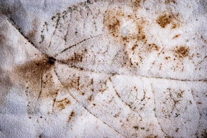真正的纹理的打印植物叶子皱巴巴的纸不艺术简单的背景多叶的粗糙的染料打印真正的纹理的打印植物叶子皱巴巴的纸不艺术简单的背景