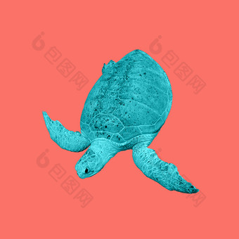 现代概念上的艺术海报与海绿色乌龟孤立的珊瑚颜色背景模板为你的设计现代概念上的艺术海报与海绿色乌龟孤立的珊瑚颜色背景