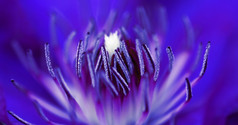 宏拍摄的内部紫色的花