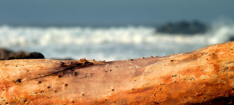 漂移木与狂风暴雨的海洋波的背景