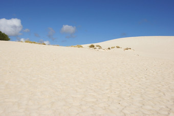 沙丘小撒哈拉沙漠袋鼠岛南澳大利亚